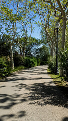 Sunny pathway in a serene park with tall sycamore trees and lampposts, evoking a peaceful spring day, perfect for Earth Day promotions
