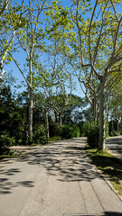 Obraz premium Scenic view of a tranquil tree-lined country road in spring, ideal for Earth Day and nature-related themes; no people are visible