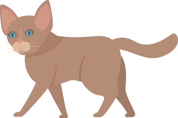 Brown cat walking with blue eyes looking ahead