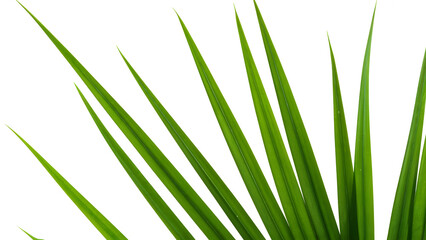 Naklejka premium green grass. White background Isolated