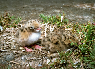 Seabird chicks, terns on a nest on the island of Tiligul estuary
