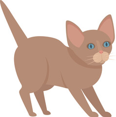 Brown kitten with blue eyes arching its back and preparing to pounce