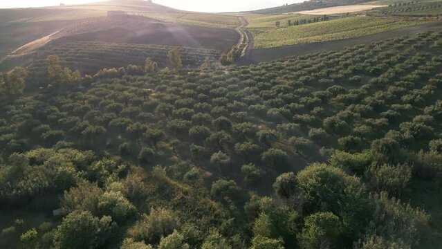 Drone fly above olive tree valley hills plantation at sunset in south italy 