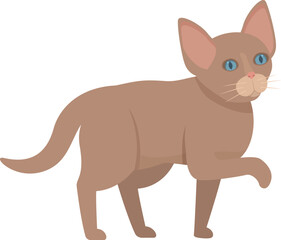 Charming brown kitten with captivating blue eyes is taking a leisurely stroll