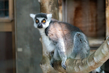 ワオキツネザルのいる風景
