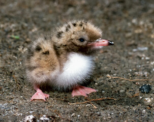 Lake tern chick in a nest on the sand on the shore of an estuary
