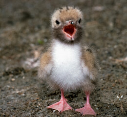 Lake tern chick in a nest on the sand on the shore of an estuary