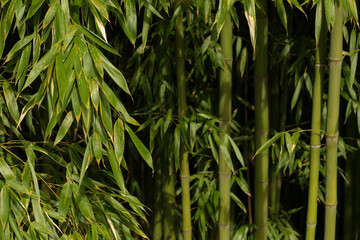 green bamboo