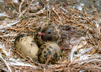 Seabird chicks, terns on a nest on the island of Tiligul estuary, southern Ukraine