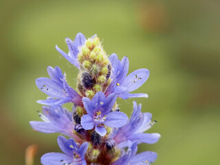 Fiore palustre © Steve Fossiant