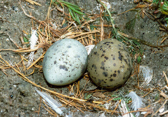 Obraz premium Eggs of seabirds, terns on a nest on the island of Tiligul estuary