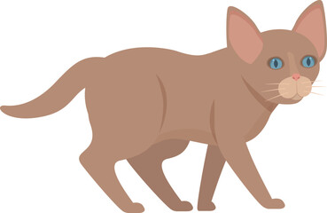 Brown cat with blue eyes is taking a leisurely stroll