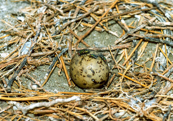 Obraz premium Eggs of seabirds, terns on a nest on the island of Tiligul estuary