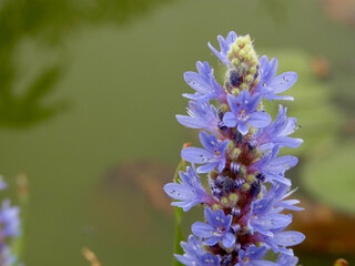Fiore palustre
