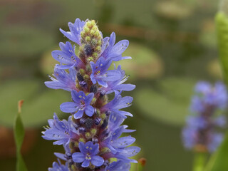 Fiore palustre