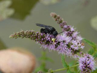 Fiore palustre