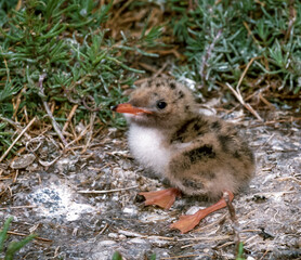 Lake tern chick in a nest on the sand on the shore of an estuary