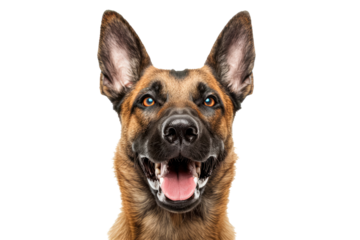 Portrait Head Of A Happy Belgian Malinois Dog With A Transparent Background, Puppy Belgian Malinois Dog Bread, PNG, Cut Out
