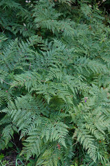 Vertical closeup on a group of bracken or cosmopolitan ferns, Pteridium aquilinum
