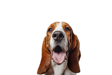 Portrait Head Of A Happy Basset Hound Dog With A Transparent Background, Puppy Basset Hound Dog Bread, PNG, Cut Out