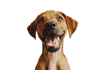 Portrait Head Of A Happy Rhodesian Ridgeback Dog With A Transparent Background, Puppy Rhodesian Ridgeback Dog Bread, PNG, Cut Out