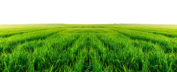 Green field isolated on transparent background.