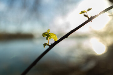 sagoma scura di un ramo di una pianta di rovo con le spine in controluce con delle piccole foglie verdi