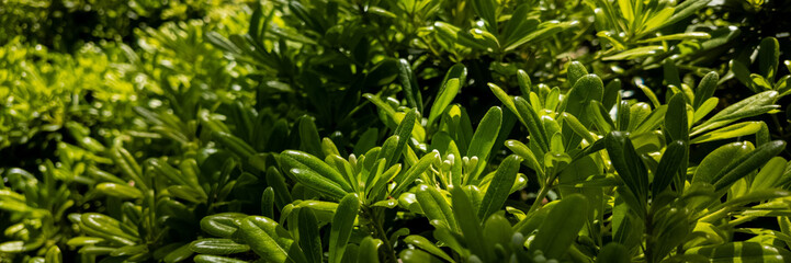 Vibrant green leaves basking in sunlight, ideal for concepts related to spring, nature's rejuvenation, and environmental awareness campaigns