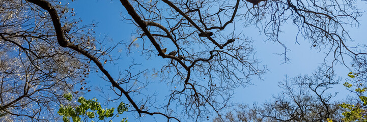 Bare tree branches against a clear blue sky signaling the onset of autumn, ideal for fall season or nature-themed backgrounds