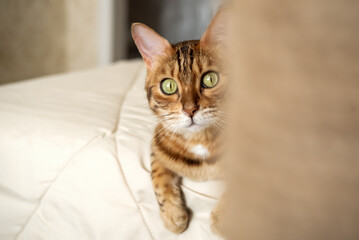 A red Bengal cat lies on the bed at home.