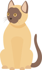 Adorable siamese cat with brown face and ears sitting and looking away