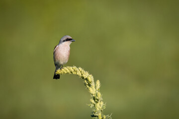 A male Red-backed shrike sits atop the green plant and looks toward the camera lens with the green background and copyspace on a sunny summer evening.