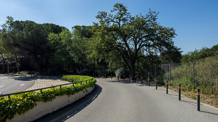 Sunny day on a serene curved road flanked by lush greenery and trees, ideal for Earth Day concepts or eco-friendly travel themes