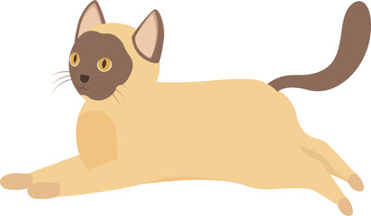 Burmese cat is stretching its body on a white background