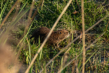 giovane nutria color marrone su un prato d'erba verde, illuminata dal sole, in primavera