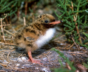Lake tern chick in a nest on the sand on the shore of an estuary
