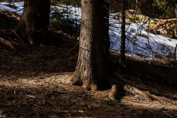 Obraz premium primo piano sul ceppo e parte del tronco, nella parte bassa, di un albero di conifera, pino o abete, in un bosco di montagna, in primavera, illuminato lateralmente da un fascio di luce solare