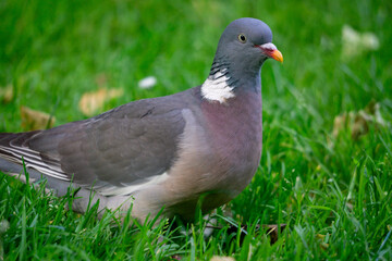 Pigeon sitting on the ground in grass with an orange beak looking cute into the camera