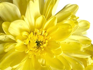 Yellow chrysanthemum petals with water drops on a white background clipping path