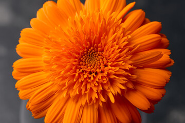 Orange calendula flower, close up macro banner. Calendula orange Flower, closeup macro