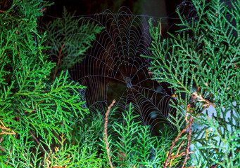 Araneus angulatus, web of a cross spider wet in dew