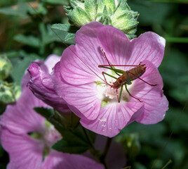 Young grasshopper on plants with flowers, southern Ukraine