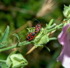The firebug (Pyrrhocoris apterus), mating bugs on a green plant
