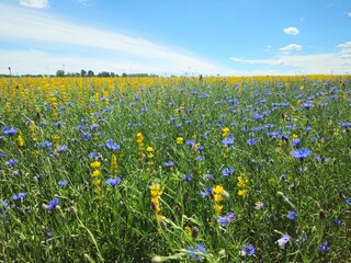 field of dandelions