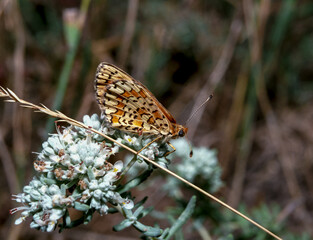 The Glanville fritillary (Melitaea cinxia), a brown butterfly collects nectar on white flowers