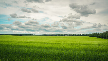 Obraz premium A neat, green, wheat field and a cloudy sky