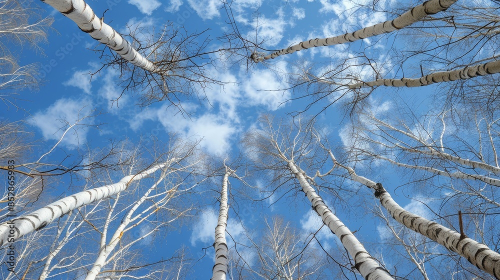 Poster Bare walnut birches set against a backdrop of blue sky