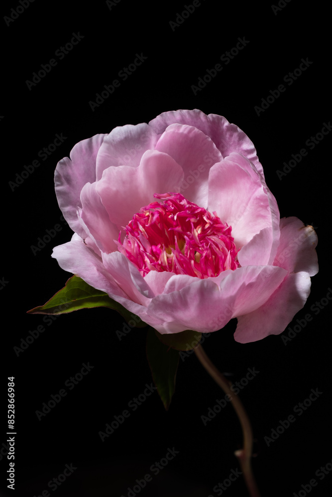 Poster fresh peony in the vase