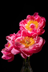 fresh peony in the vase