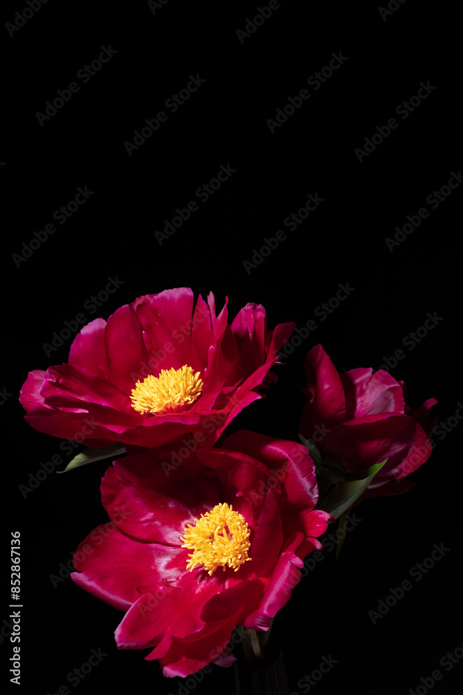 Wall mural fresh peony in the vase